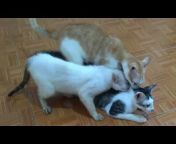 Animals Mating Video