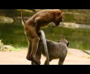 Funny Monkey Videos