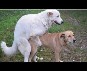 dogandmanxxx com Videos - MyPornVid.fun