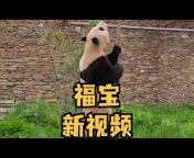熊猫滚滚