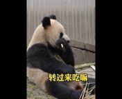 熊貓寶寶Panda