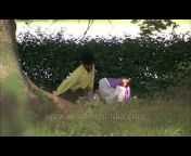 bangladeshi safari park sex Videos - MyPornVid.fun