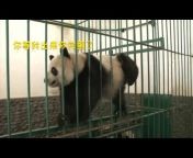 Pandaful Panda Community