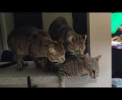So Cute and Funny CatS