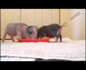 American Mini Pig Association