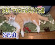 ちゅー猫チャンネル
