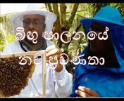Senagro Bee Apiary Sri Lanka Official