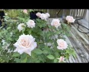 Roses in Tallahassee, FL - Zone 8B