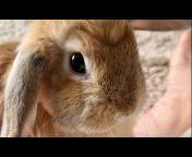 Bella u0026 Blondie Bunny Rabbits