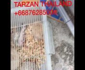 Tarzan Thailand
