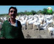 Pakistan Goat farm Official