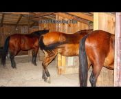 Horse Equestrians Breeder