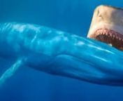 La fin naturelle et tragique d&#39;une jeune baleine bleue dans une baie au Sud de la Nouvelle-Calédonie où, sous les yeux des scientifiques impuissants, elle va se faire tuer et dévorer par des requins;