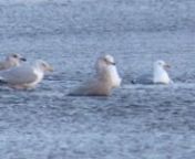 3cy Kumlien's Gull at Blackpill 2nd Feb 2014 from 3cy