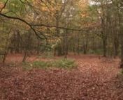 People living in Ashfield say they&#39;re fed up with their local woods being used by people having sex. They say the beauty spot is being spoiled by the litter that&#39;s left behind, and want to be able to walk through the woods without any surprises. Police are now helping to clear up the area, as Christian Hewgill reports.