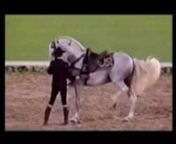 MANOLO CARRASCO SPANISH CLASSICAL SYMPHONY ANDALUSIA DANCING HORSES SINFONIA ECUESTRE REAL ESCUELA ANDALUZA DEL ARTE ECUESTRE DE JEREZ