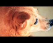 A collaboration video project between PlayStudio and Redbot Pictures for Action for Singapore Dogs (ASD).