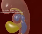 A clip from an animation showing body cavity development in the human embryo.