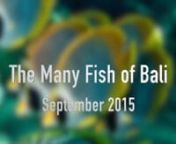 This video documents many of the colorful fish of Bali.We dove at resorts in Tulamen and Candidas during our two week stay in September 2015.