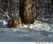 This wonderful video was got from Bastak Nature Reserve, Jewish Autonomous Province, Russian Far East. The images and video received from camera traps placed in the protected area proved that the young tigress Cinderella (Zolushka) has adapted quite well after her release back into the wild in 2013. The video shows the tigress playing with her two cubs. It is the first tiger litter in the Jewish Autonomous Oblast in more than sixty years!