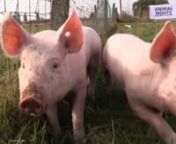 Arthur en Olivia zijn 2 varkentjes die gered werden door Animal Rights uit een varkensfokkerij. Ze waren erg zwak en zouden het niet overleefd hebben. Arthur en Olivia zijn de ambassadeurs voor alle varkens in de sector. Ze zijn het gezicht, ze dragen de boodschap van hun miljoenen broertjes en zusjes die in de Vlaamse en Nederlandse varkensstallen opgesloten zitten: ‘Eet geen vlees! Ons lichaam is niet bedoeld om jouw voedsel te zijn.’