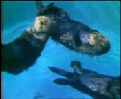 http://www.hakaimagazine.com/video/way-backnnTubby bodies, mild faces, drooping moustaches, playful. Funny, fat, and friendly. All words we used to describe sea otters in the 1970s. Today, we talk about them as keystone species, ecosystem engineers, and voracious in appetite (for food and sex). nnHunters, hungry for the riches brought by luxurious sea otter pelts, hounded the animals to the edge of extinction over a century ago. This short 1970 film The Way Back, produced for the British Columbi
