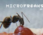 Take a microscopic look at an army of tiny but ruthless creatures: ants. Chemical warfare and aggressive military-style strategies help them accomplish their one mission in life: ensure the survival of the colony at all costs.nnFor more, visit http://www.earthtouchnews.comnnEarth Touch on Facebooknhttp://goo.gl/iIUCBDnnEarth Touch on Twitternhttp://goo.gl/mkBsiDnnEarth Touch on Google+ nhttp://goo.gl/DgNSkMnnCREDITS:nnAdditional Footage: n nNeil Losin / Day&#39;s Edge Productions - www.daysedge.comn