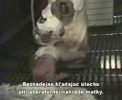V apríli 1985 bolo zachránených skoro 1000 zvierat (1 opica, 21 mačiek, 9 vačíc, 35 králikov, 70 gerbiliek, 300 myší, králikov a 460 potkanov) z Kalifornskej univerzity v Riverside, USA. Dokumenty a videopásky boli odstránené. Bola spôsobená škoda vo výške približne 700 000 dolárov. Tieto videopásky boli odvysielané v médiách, aby odhalili vivisekciu v jej najhoršom svetle. Video pod názvom „Britches“ bolo spravené, aby zdokumentovalo šťastný koniec jednej dojč