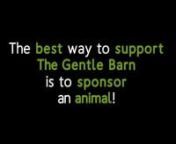 SAVE A LIFE AND SPONSOR AN ANIMALnhttps://www.gentlebarn.org/animalsnnAnimals recovering from abuse and neglect need something to live for—medical attention alone is not enough.nnLove and companionship complement vet care and healing and helps animals recover faster. This is why, when we rescue animal families or friends, we keep them together or encourage them to build new families at The Gentle Barn.nnAfter the passing of our beloved pig named Truffles, her dear friend Jellie became lonely a