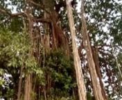 This tree have been crossed it&#39;s age 100 years old @ CHEKKANUR METTUR DAM TAMILNADU IN