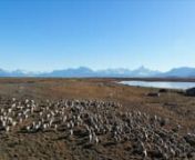 南米アルゼンチン　アウトドアの聖地、名峰「フィッツロイ」とそれに連なるアンデス山脈を望み、氷河が溶け出した水で満たされた「ビエドマ湖」の沿った草原で暮らす羊を撮影しました。羊一頭に対し東京ドーム一個分という広大な敷地の中を自由に駈け巡る羊達は、毛刈りと健康管理の為に年に３回だけ追われて集められますが、それ以外は野生状態で暮らしてい
