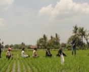 #sonicwilderness - this sonic intervention took place in Yogyakarta, Indonesia during the NUSASONIC festival - women sound practitioners of diverse backgrounds are finding spaces to play the city. A rice field, an empty school on a Sunday, the Chinese catholic cemetery on a hill. every day the group explores listening and music making with the environment between lengthty discussions about our experiences, culture, food, womanhood, women rights, music equipment ... the work appears.nnparticipant