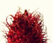 The rambutan is a tropical fruit native to Indonesia. Its hairs relax with the help of a steamer, and the whole fruit comes aliiiiive.