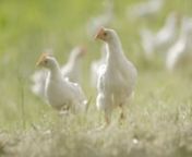 Herzlich Willkommen beim Biohof Familie Tretter!nWir freuen uns, dass Sie sich die Zeit nehmen, etwas mehr über uns und unsere Hühner zu erfahren. Wir am Biohof Tretter arbeiten im Einklang mit der Natur. Hohe Ansprüche an die Qualität – daher auch die Entscheidung für die biologische Bewirtschaftung unseres Hofes – sind dabei selbstverständlich.n nHENNE HAHN EI PROJEKTnVor ein paar Jahrzehnten war es noch normal Hahn und Henne gemeinsam aufwachsen zu lassen. Doch durch die steigende N