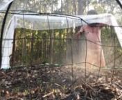 On the last day of winter 2020, our Australian Nudist camper uses a pressure sprayer to release H2O (water) into the herb garden atmosphere directly above the seedlings as the flushing golden late afternoon sunlight drenches our view (as seen on Instagram.com/SolomonForestCampground).nnTo see the full raw recording of 7 minutes 19 seconds, subscribe to our explicit onlyfans.com/SolomonForestCampgroundnornBecome a True Blue Raw or more patron at patreon.com/SolomonForestCampground where all our u
