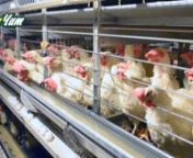 Malatya Akçadağ&#39;da faaliyet gösteren 200,000 tavuk ve 100,000 civciv kapasiteli Yumurta Üretim Çiftliği Tanıtım Filmi
