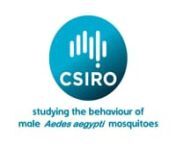 Our researchers are studying the behaviour of the male Aedes aegytpi mosquito in Innisfail, Far North Queensland.This video looks at how we plan on doing a mark, release, recapture (MRR) study to understand more about their behaviour.You can find out more about our research here: http://www.csiro.au/en/Research/BF/Areas/Protecting-Animal-and-Human-Health/InsectBorneDisease/Innisfail-project nnTranscript available: http://www.csiro.au/Education-media/Videos/Vimeo/behaviour-aedes-aegypti-mosqu