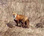 Red Fox Vixen and Kits (5 weeks old) from red fox vixen