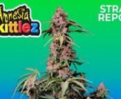 ----Intended for the 18 &amp; over----nnSebastian Good tells you all about Fastbuds Amnesia Zkittlez Auto:nnThe Haziest Rainbow You&#39;ll Ever Taste! nnOld-school and modern Cali genetics at their best. With up to 24% THC, this outstanding variety offers an almost psychedelic effect that comes hand-in-hand with an overall sweet and sour fruit cocktail taste that coats your whole mouth and leaves you soaring through the clouds all day long. Taking around 70 days from seed to harvest, it’s an excel