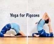 Did you know that Pigeon Pose, Kapotasana, is actually a backbend done on your knees? And Eka Pada Rajakapotasana—which we often refer to as “Pigeon”—is really One Legged Single Pigeon?n nOoooooh! Aaaaaah!n nYes, my little yogis, alas, it is true.n nAnd you’re in luck. In this video, we will explore both yoga pigeons, as well as one of the fake pigeons (Eka Pada Galavasana) for good measure.n nDeep, rich shoulder, chest, back, and—of course—hip opening for pigeons great and small.n