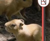 These adorable baby capybara&#39;s were born at San Diego Zoo to parents Rosalina and Bowie, and they are adorable! #capybara #capybaras #rodents #cute #adorable #zooanimals #babyanimals #sandiegozoo #pups #happynews #animallovers