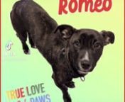 ❤️�❤️Adopt Romeo!❤️�❤️n.nRomeo is a 9-10 month old, 15 lb Chihuahua mix.A former Texan, he’s searching for his furever home in the Pacific Northwest. n.nHe gets along well with other dogs and would do well with another friendly, calm, confident dog to help him open up.  Romeo is also good with cats.n.nHe sleeps soundly through the night in a crate. n.nHe is looking for a patient person to help him continue with socializing with new people and environments. Since he can