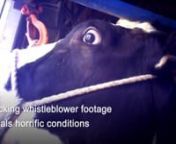 Calves and cows are subjected to cruel experiments at a publicly funded research facility in Japan. Workers can be seen twisting fiery-hot irons into calves’ heads, violently punching, kicking and slapping cows and prodding them with tools on their sensitive udders and faces.nnThe meat and dairy industries will continue to exploit cows for their flesh and milk: Pledge to go vegan today!