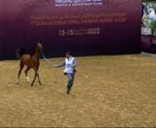 N181 DHYGHAM SWH - Doha International Arabian Horse Show 2022 - Yearling Colts (Class 4B) from 4 swh