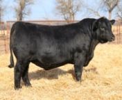 SimAngus bull sired by GAR SURE FIRE. Selling February 9, 2022, in the River Creek Farm&#39;s 32nd Annual Bull Sale. Learn more at https://rivercreekfarms.com/salesdata/rivercreek-sure-fire-436h/.