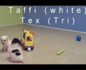 Taffi and Tex.mp4 from taffi