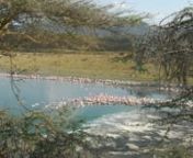 Le Arusha National Parc est idéal pour se mettre dans l&#39;ambiance qui règne lors d&#39;un safari. Il est situé au pied du Mont Meru, non loin d&#39;Arusha, face au Kilimandjaro.