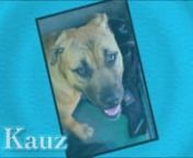 KAUZ:nThose gorgeous hazel eyes want nothing more than to please. Consequently, Kauz is right behind you, ready for your next cue. He is fond of his walks and would really love it if you could throw some jogging into the mix, too. Kauz is just growing out of the puppy stage so he is pretty energetic and would definitely do well with an outdoor lover (i.e. hiking, biking,etc.) He is still a tad insecure and will need some more positive reinforcement to boost his confidence, but he will be sure to