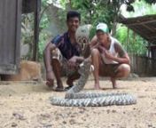 a few moments of a snakefarm in sri lanka .... from sirlanka