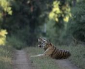 Short video of a dominant male tiger in Kanha National Park yawning.Video made during the Toehold Winter Tiger Photography Tour.nnVideo copyright Santosh Saligram / Toehold Travel &amp; Photography, 2012nwww.toehold.in